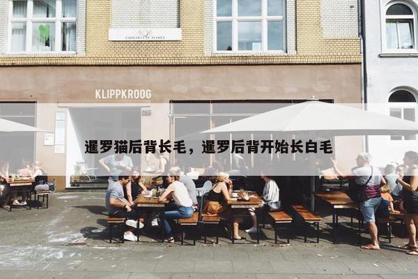 暹罗猫后背长毛，暹罗后背开始长白毛