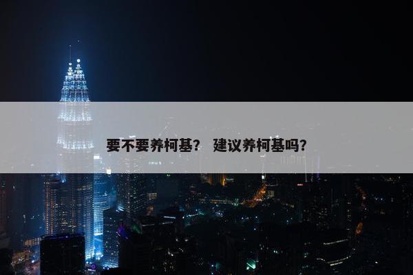 要不要养柯基？ 建议养柯基吗？