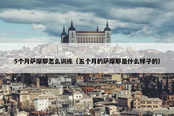 5个月萨摩耶怎么训练（五个月的萨摩耶是什么样子的）