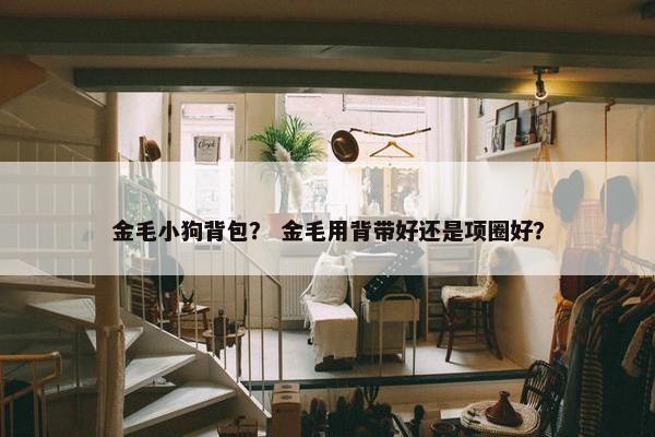 金毛小狗背包？ 金毛用背带好还是项圈好？