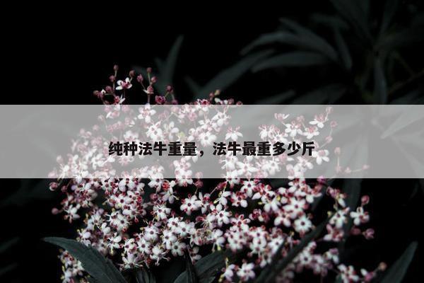 纯种法牛重量，法牛最重多少斤