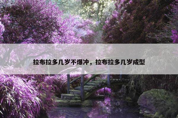 拉布拉多几岁不爆冲，拉布拉多几岁成型