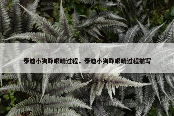 泰迪小狗睁眼睛过程，泰迪小狗睁眼睛过程描写