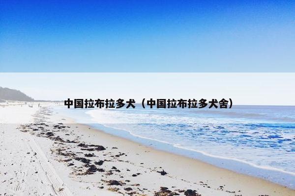 中国拉布拉多犬（中国拉布拉多犬舍）