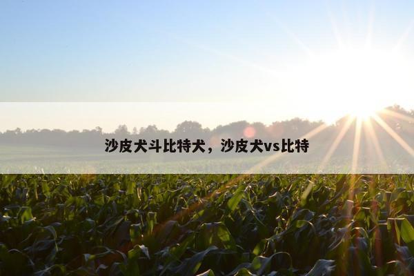 沙皮犬斗比特犬，沙皮犬vs比特