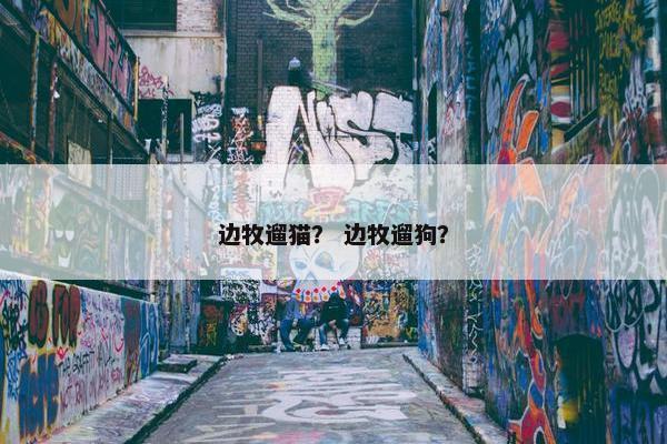 边牧遛猫？ 边牧遛狗？