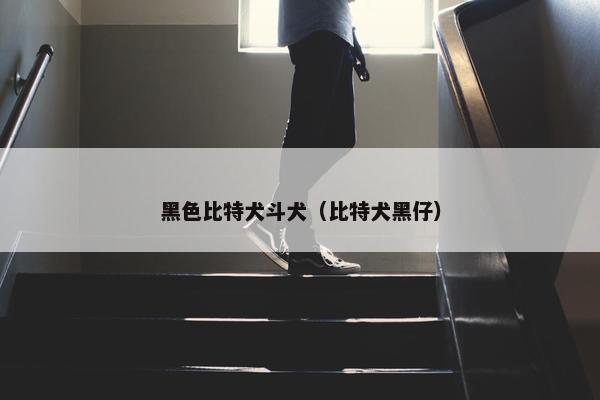 黑色比特犬斗犬（比特犬黑仔）