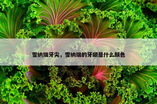 雪纳瑞牙尖，雪纳瑞的牙龈是什么颜色