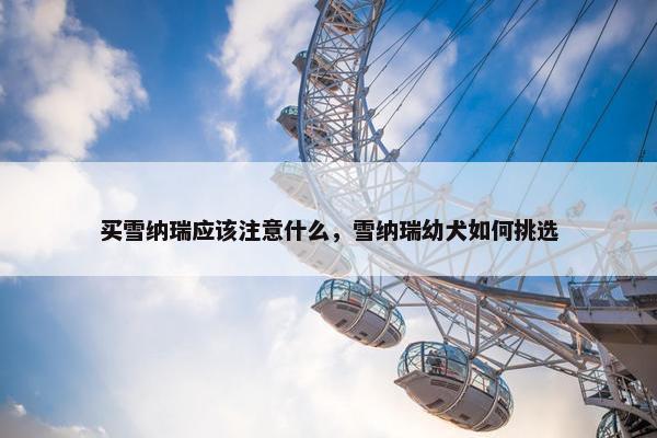 买雪纳瑞应该注意什么，雪纳瑞幼犬如何挑选