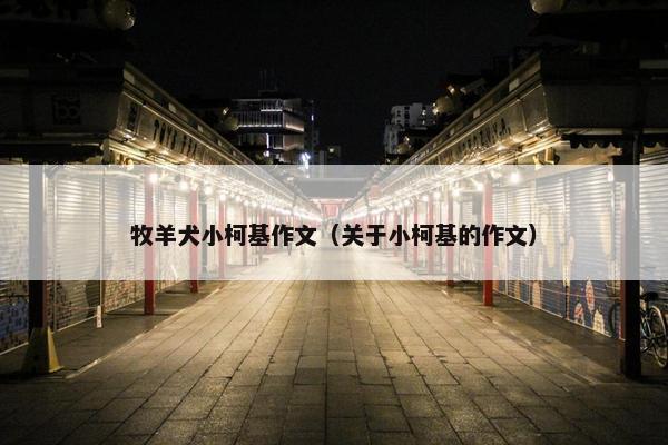 牧羊犬小柯基作文（关于小柯基的作文）