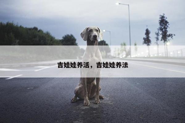 吉娃娃养活，吉娃娃养法