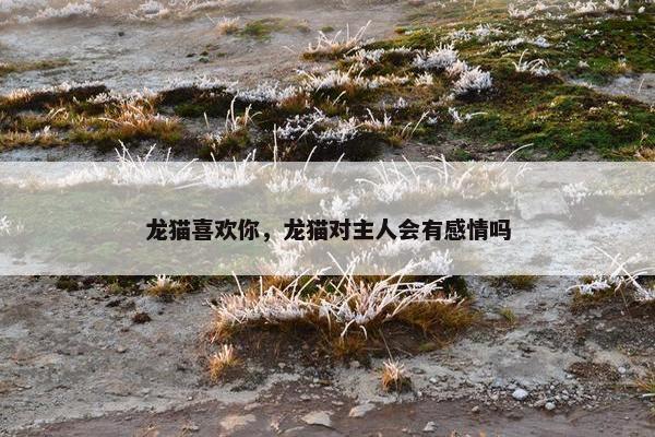 龙猫喜欢你，龙猫对主人会有感情吗