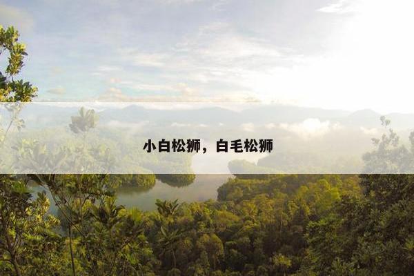 小白松狮，白毛松狮