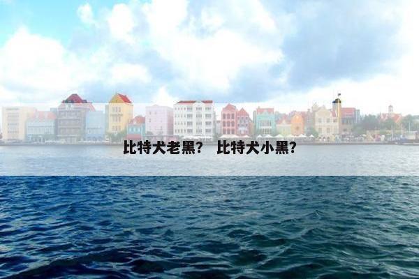 比特犬老黑？ 比特犬小黑？