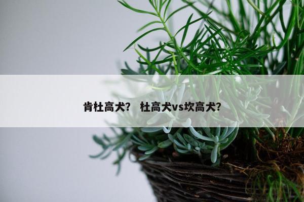 肯杜高犬？ 杜高犬vs坎高犬？