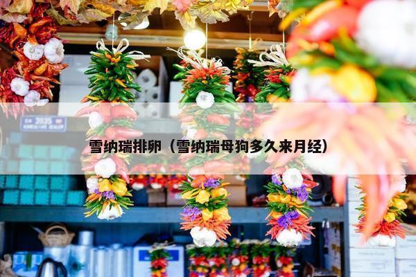雪纳瑞排卵（雪纳瑞母狗多久来月经）