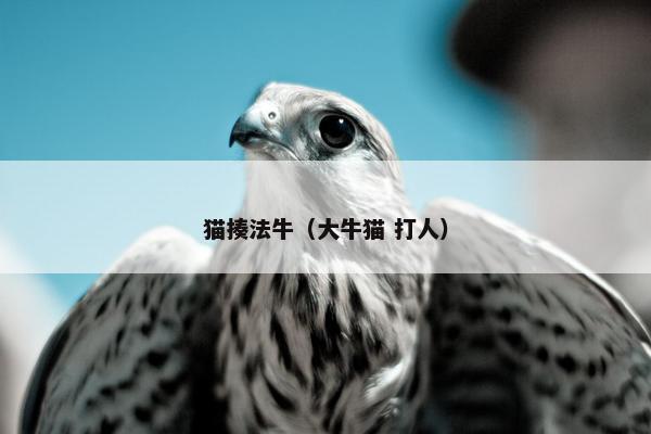 猫揍法牛（大牛猫 打人）