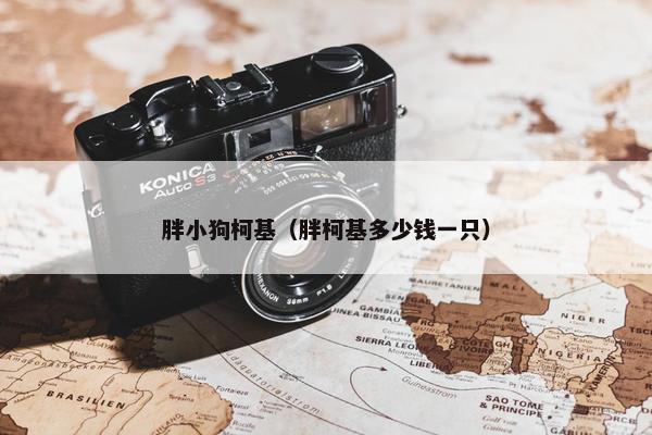 胖小狗柯基（胖柯基多少钱一只）
