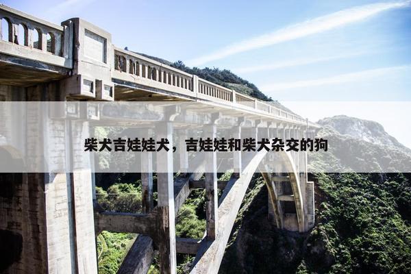 柴犬吉娃娃犬，吉娃娃和柴犬杂交的狗