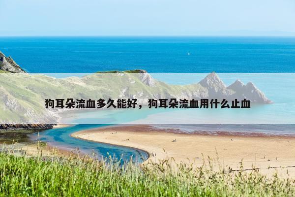 狗耳朵流血多久能好，狗耳朵流血用什么止血