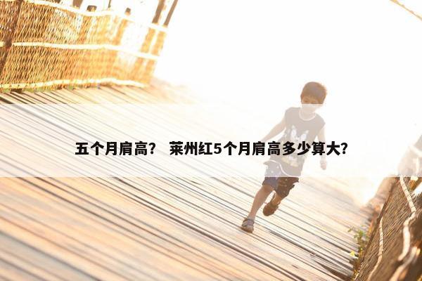 五个月肩高？ 莱州红5个月肩高多少算大？