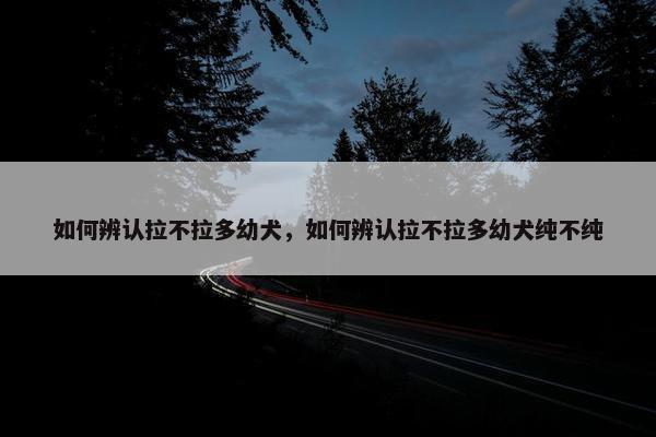 如何辨认拉不拉多幼犬，如何辨认拉不拉多幼犬纯不纯