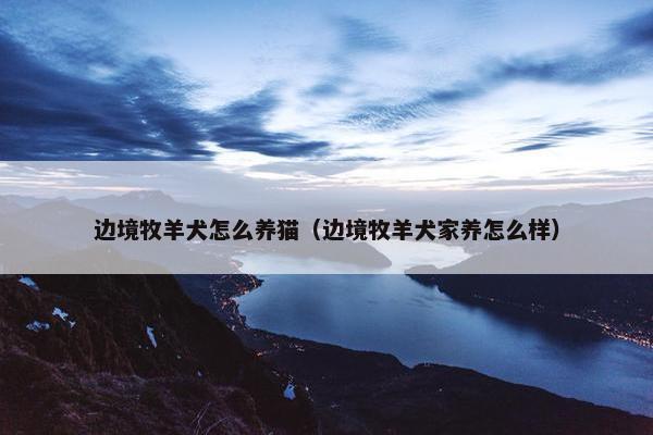 边境牧羊犬怎么养猫（边境牧羊犬家养怎么样）