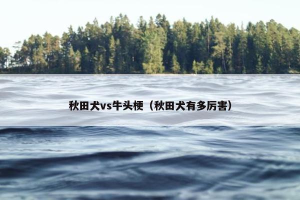 秋田犬vs牛头梗（秋田犬有多厉害）