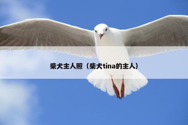 柴犬主人照（柴犬tina的主人）