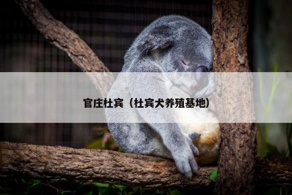 官庄杜宾（杜宾犬养殖基地）