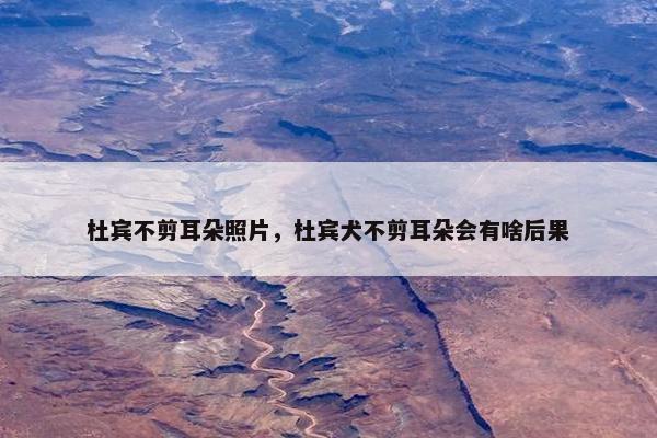 杜宾不剪耳朵照片，杜宾犬不剪耳朵会有啥后果