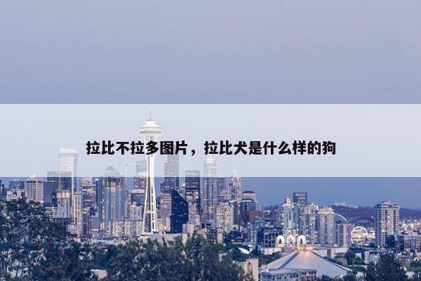 拉比不拉多图片，拉比犬是什么样的狗