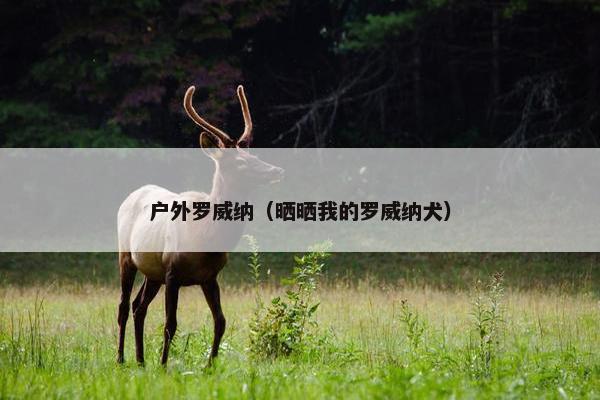 户外罗威纳（晒晒我的罗威纳犬）