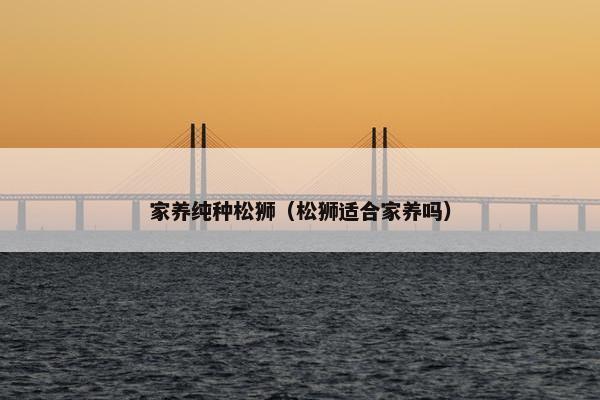家养纯种松狮（松狮适合家养吗）