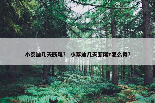 小泰迪几天断尾？ 小泰迪几天断尾z怎么剪？