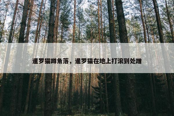 暹罗猫蹲角落，暹罗猫在地上打滚到处蹭