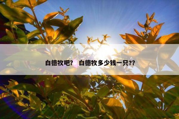 白德牧吧？ 白德牧多少钱一只?？