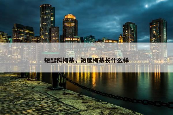 短腿科柯基，短腿柯基长什么样