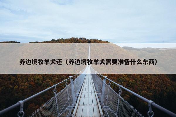 养边境牧羊犬还（养边境牧羊犬需要准备什么东西）