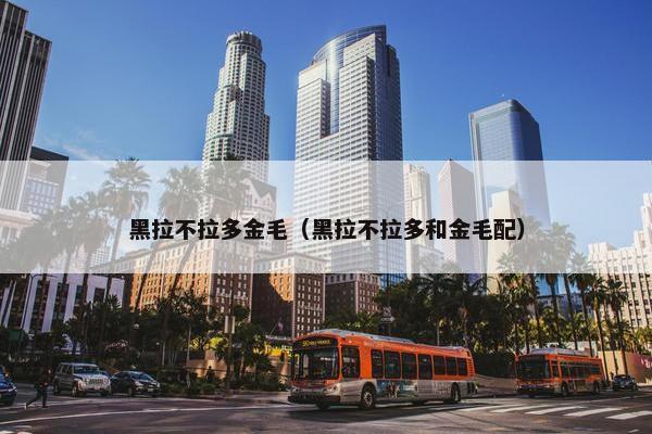 黑拉不拉多金毛（黑拉不拉多和金毛配）