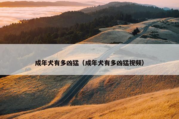 成年犬有多凶猛（成年犬有多凶猛视频）