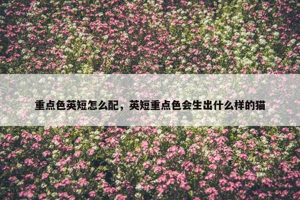 重点色英短怎么配，英短重点色会生出什么样的猫