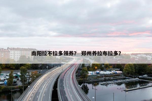 南阳拉不拉多领养？ 郑州养拉布拉多？