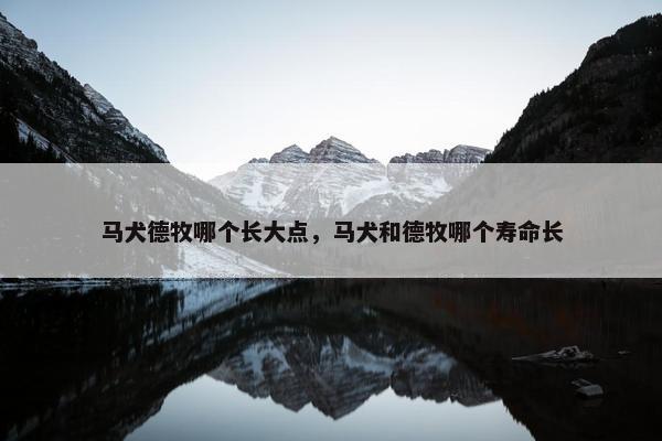 马犬德牧哪个长大点，马犬和德牧哪个寿命长