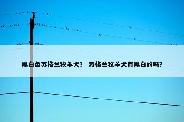 黑白色苏格兰牧羊犬？ 苏格兰牧羊犬有黑白的吗？