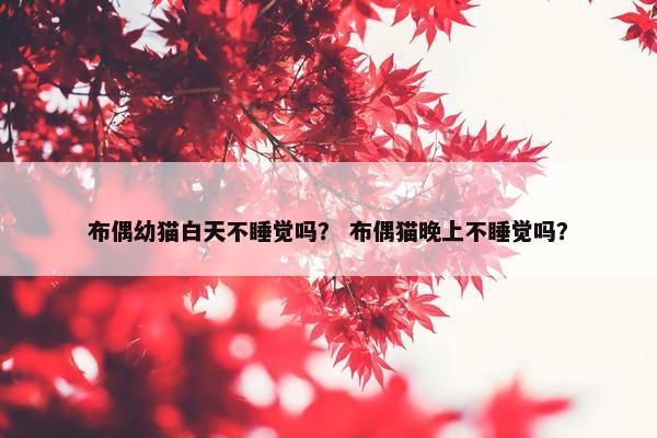 布偶幼猫白天不睡觉吗？ 布偶猫晚上不睡觉吗？