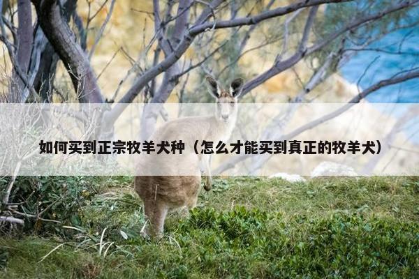 如何买到正宗牧羊犬种（怎么才能买到真正的牧羊犬）