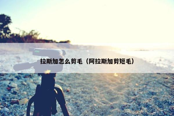 拉斯加怎么剪毛（阿拉斯加剪短毛）