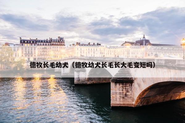 德牧长毛幼犬（德牧幼犬长毛长大毛变短吗）