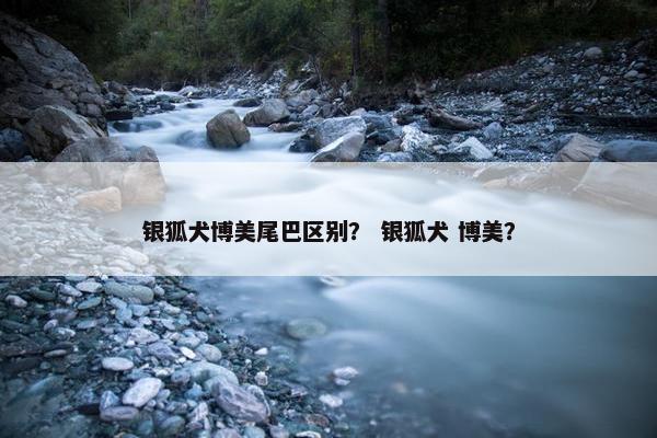 银狐犬博美尾巴区别？ 银狐犬 博美？